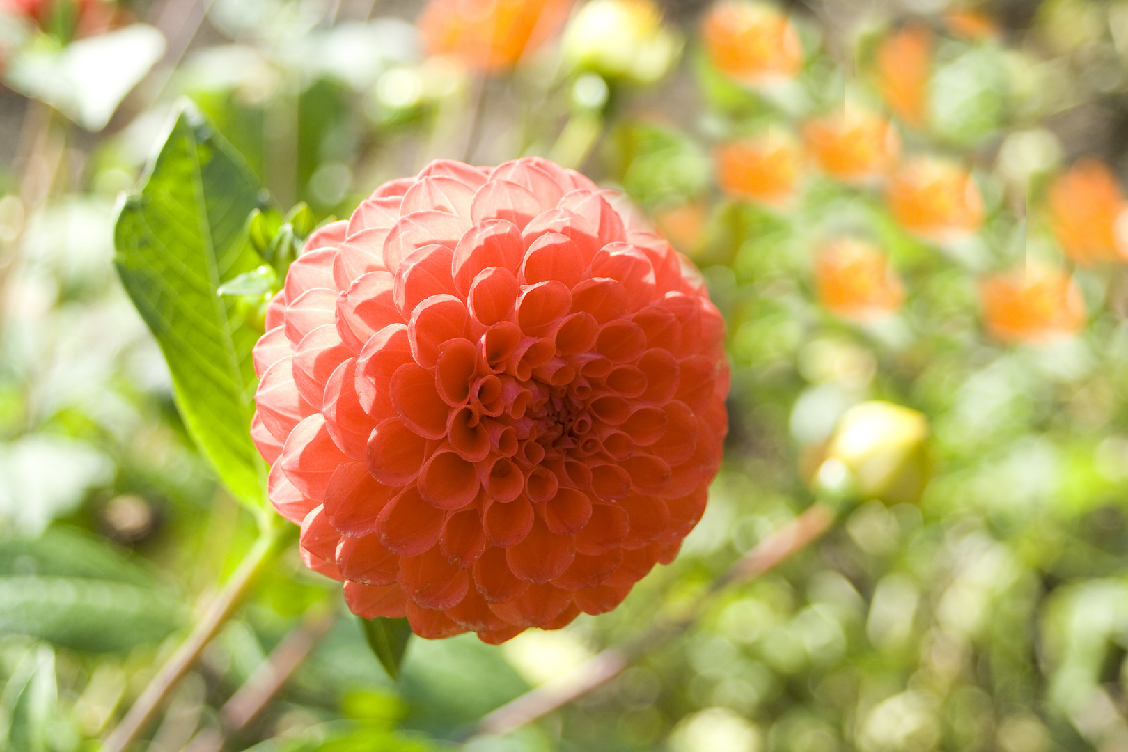 Flower Orange