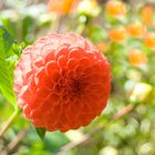 Flower Orange