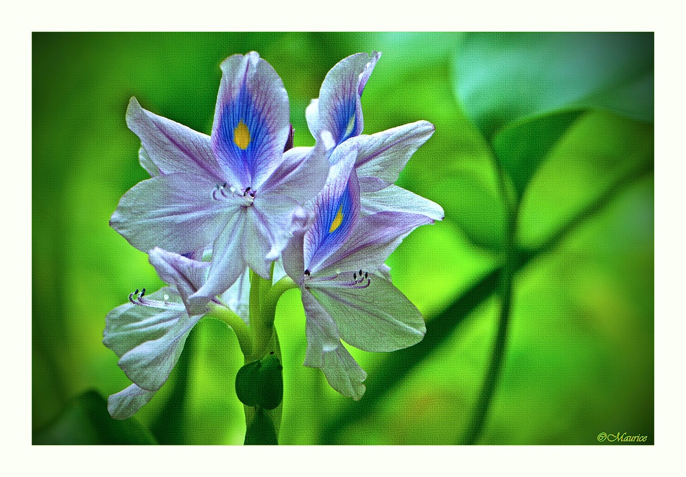 Flower Painting