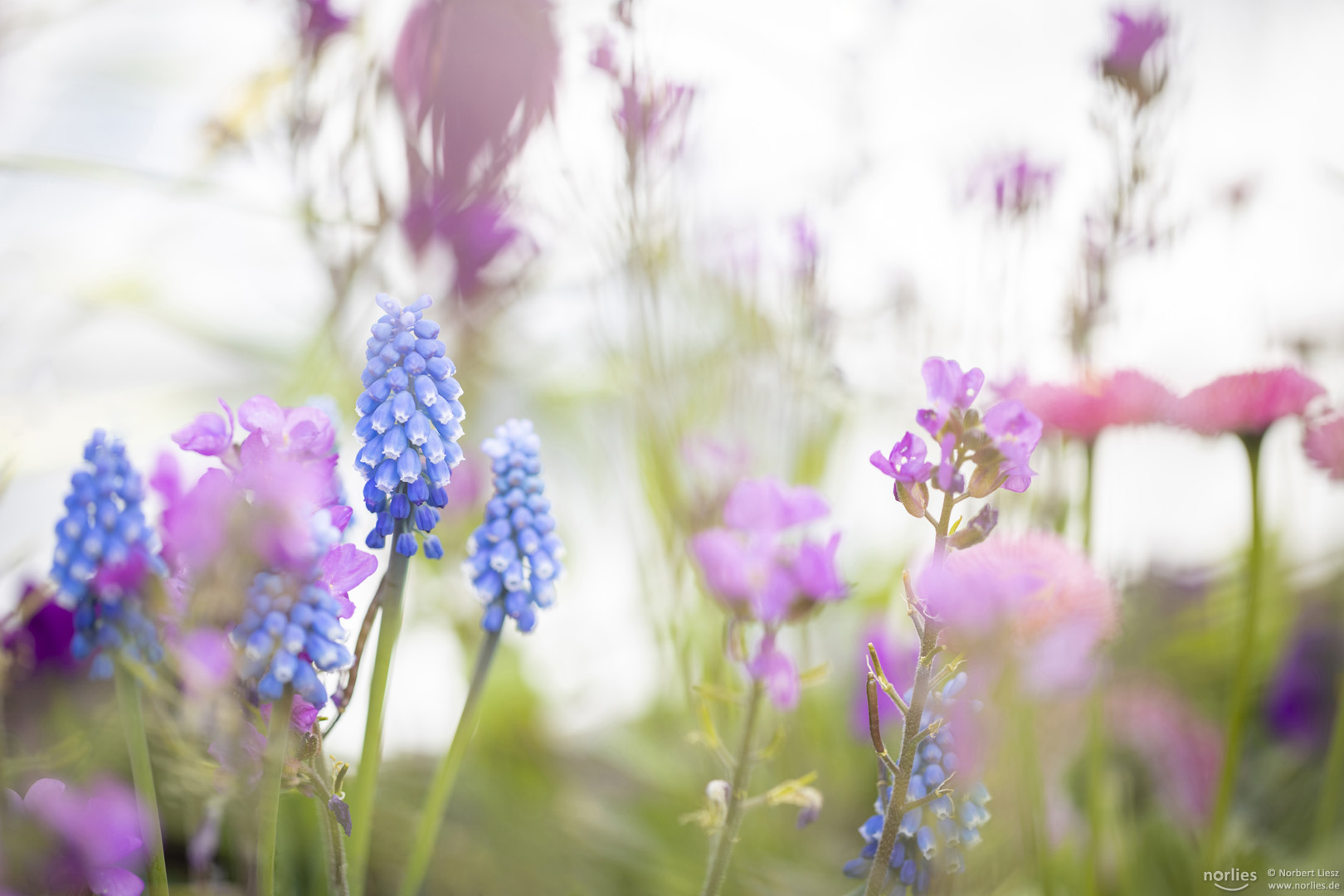 flower paradise