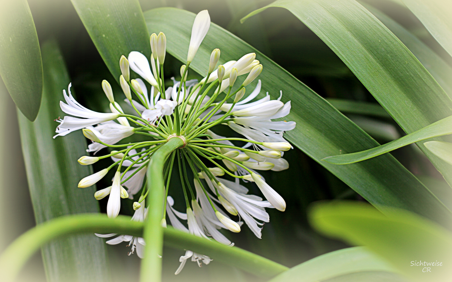 Flower Perspective