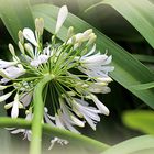 Flower Perspective