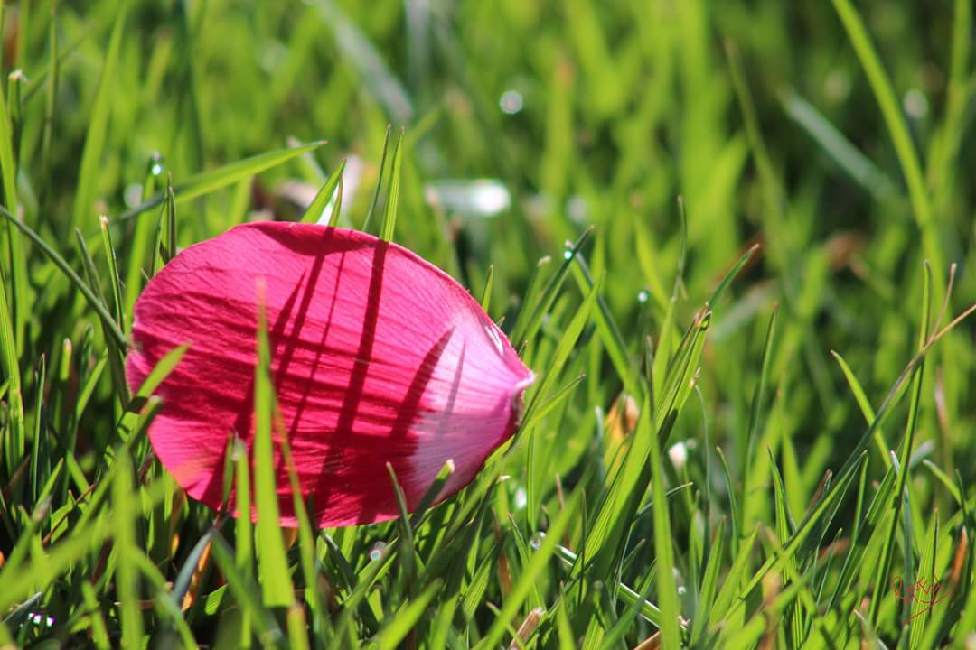 Flower petal on the grass