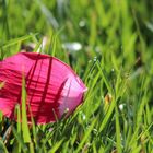 Flower petal on the grass