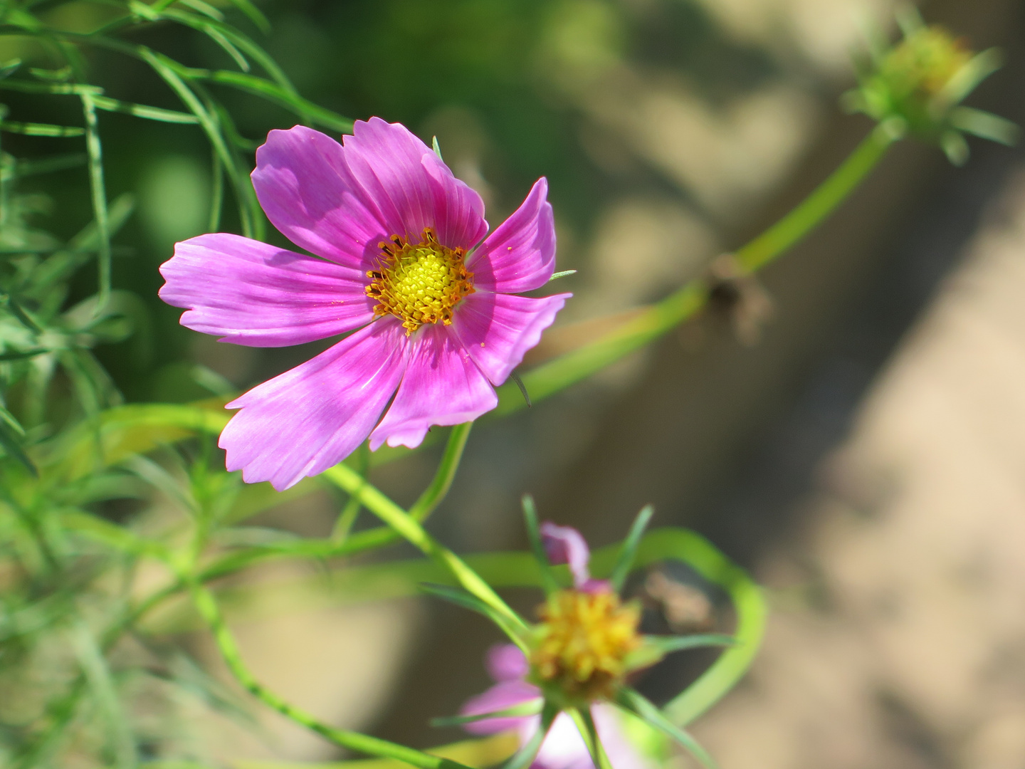 flower pink