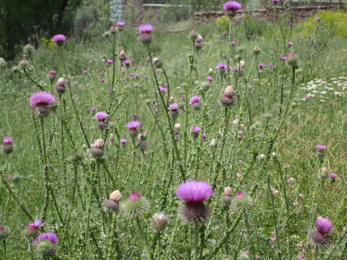 Flower Plain