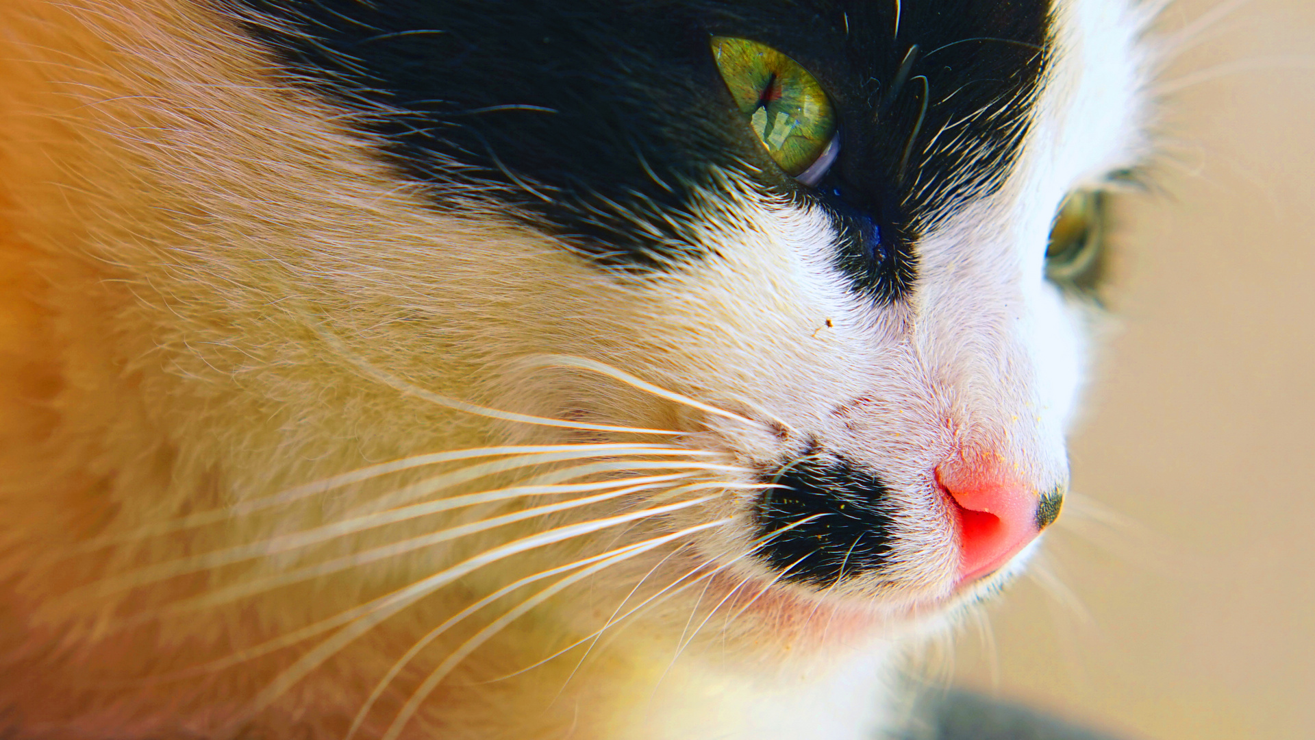Flower Pollen on the Cat nose