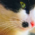 Flower Pollen on the Cat nose