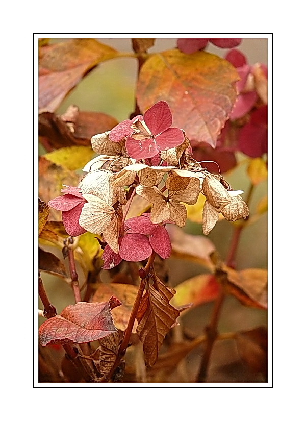 Flower Portrait 06 (Hortensien in it's Herbst).