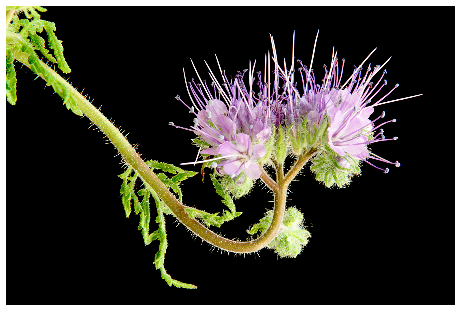 flower portrait