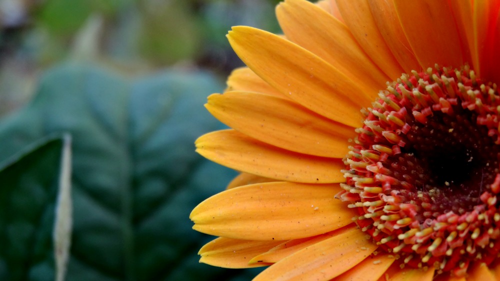 Flower Portrait