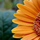 Flower Portrait