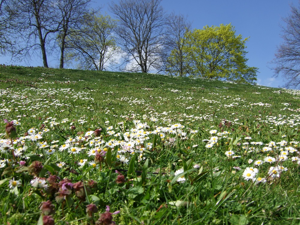 Flower Power