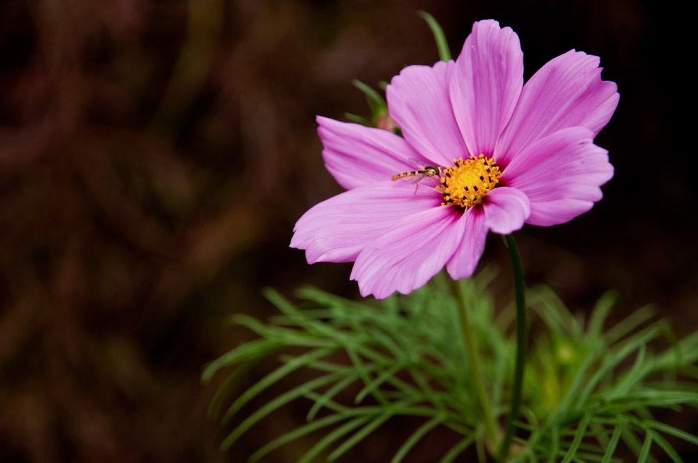 Flower Power 2 - Der kleine Besucher