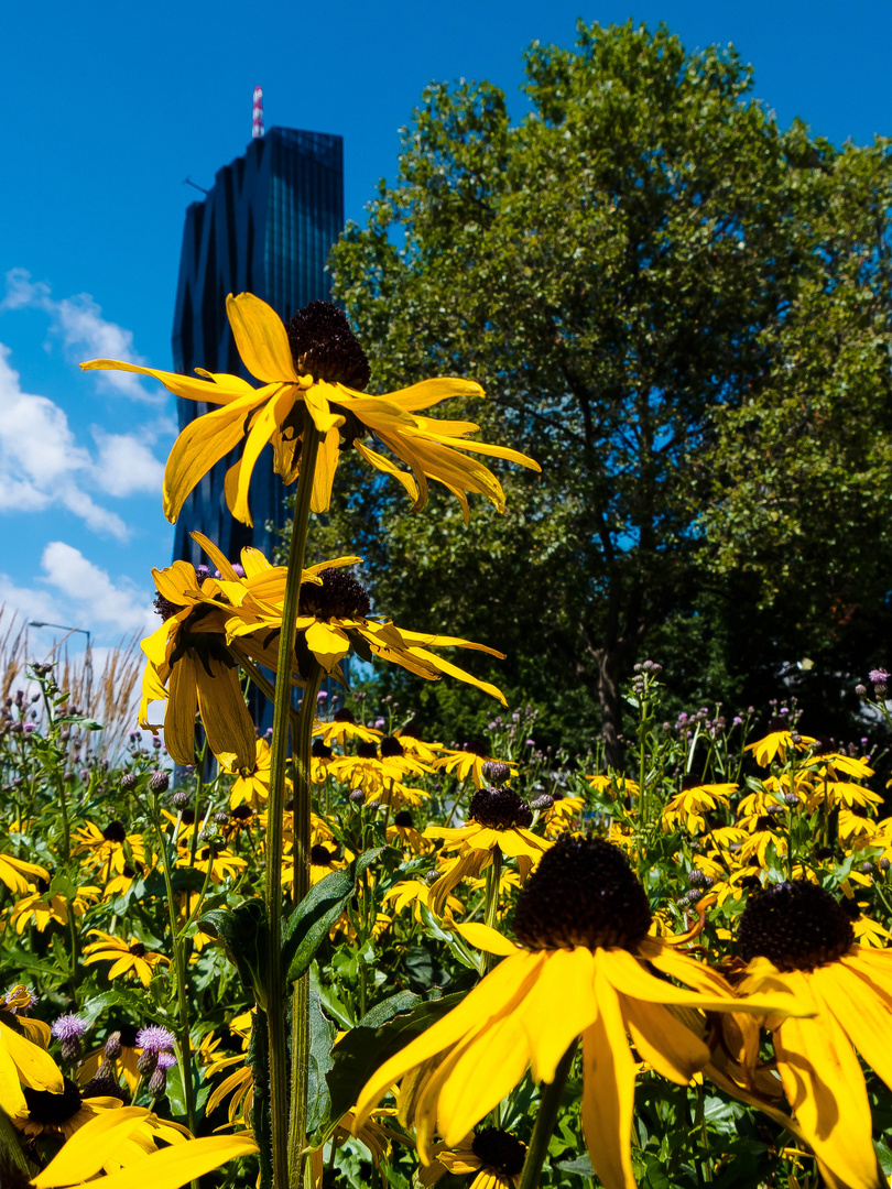 Flower-Power