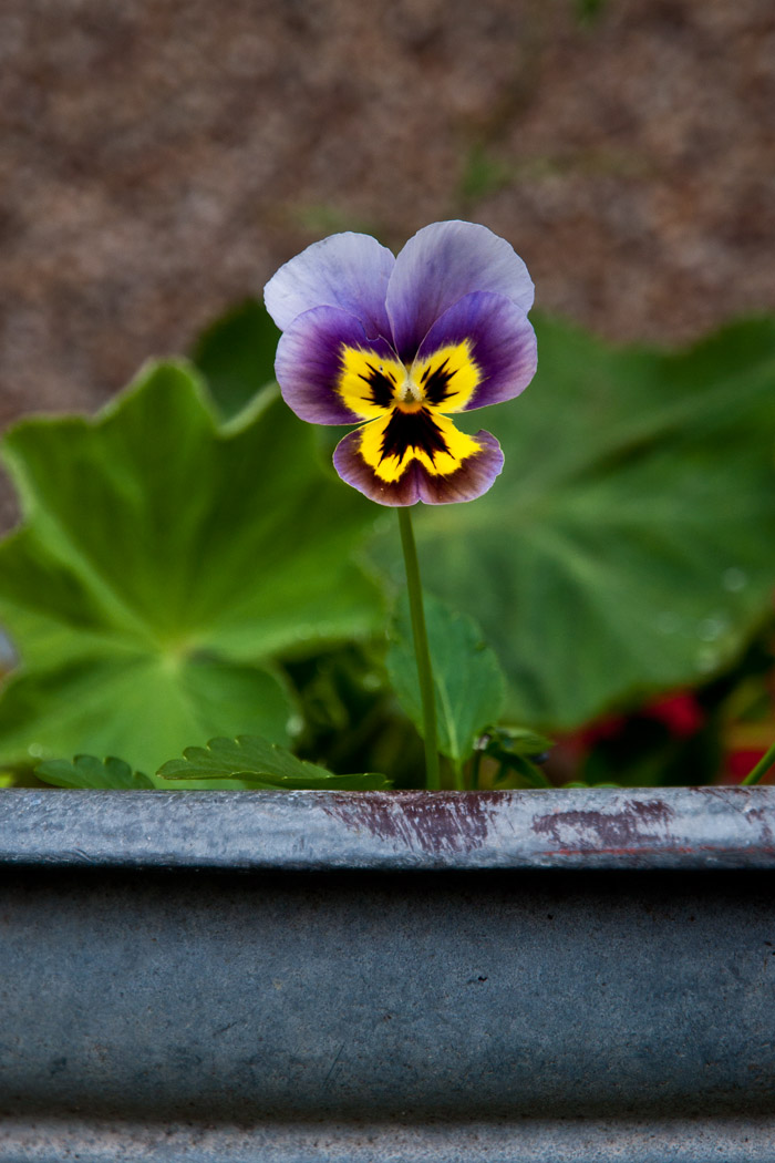 Flower Power 3 - Wenn Blumen böse gucken