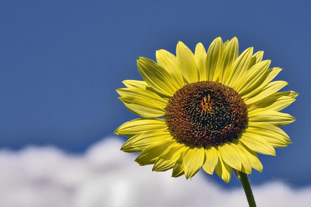 flowerpower.... Foto & Bild pflanzen, pilze