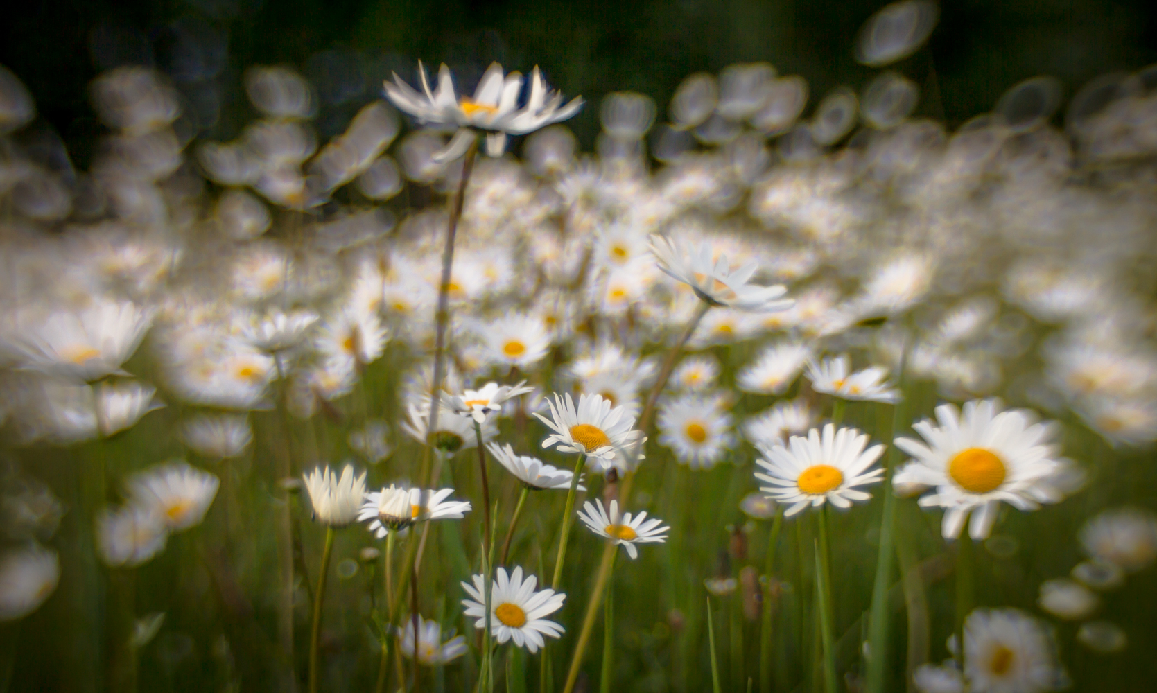 Flower Power