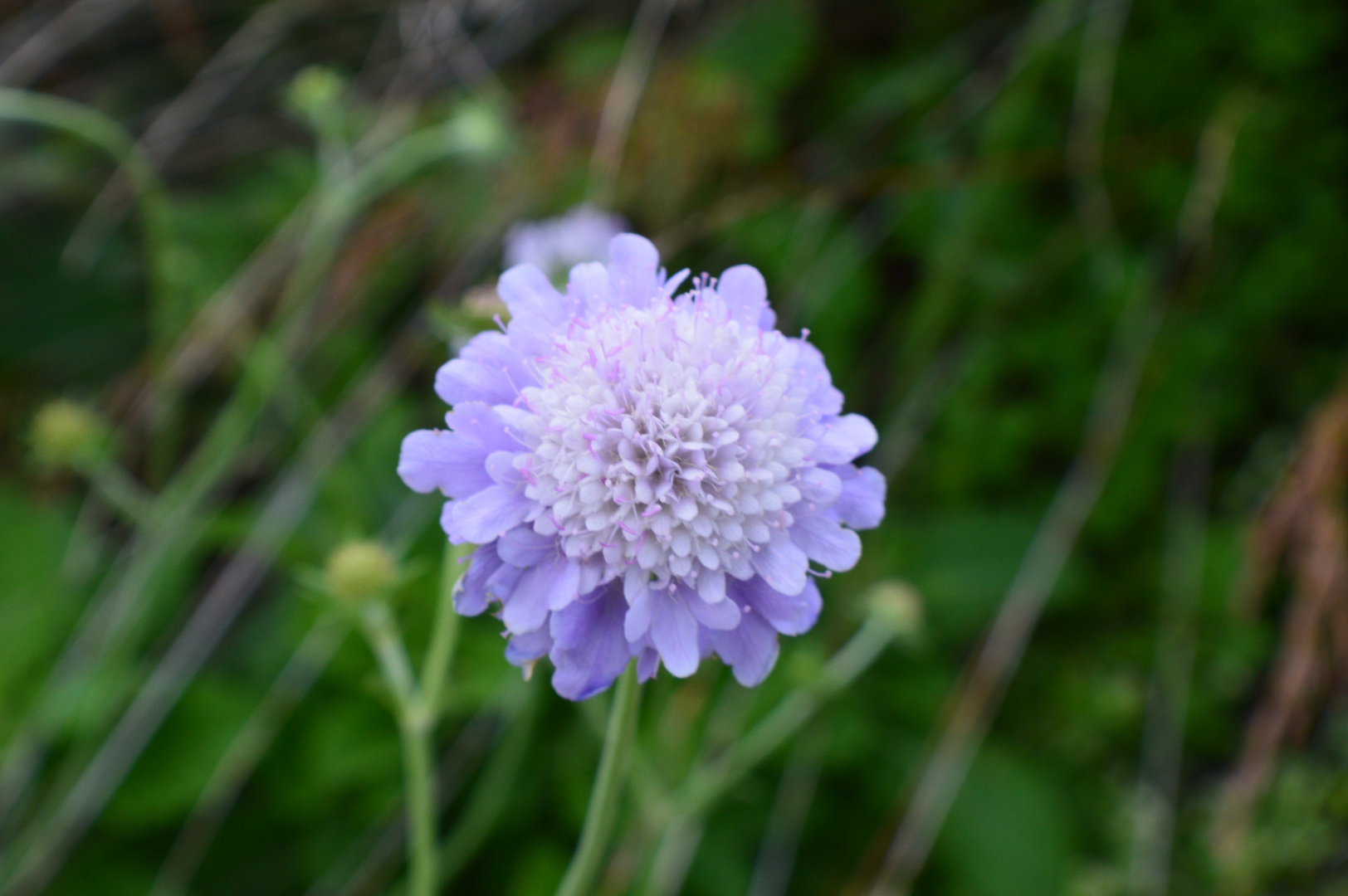 flower power