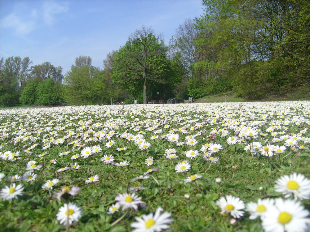 flower-power