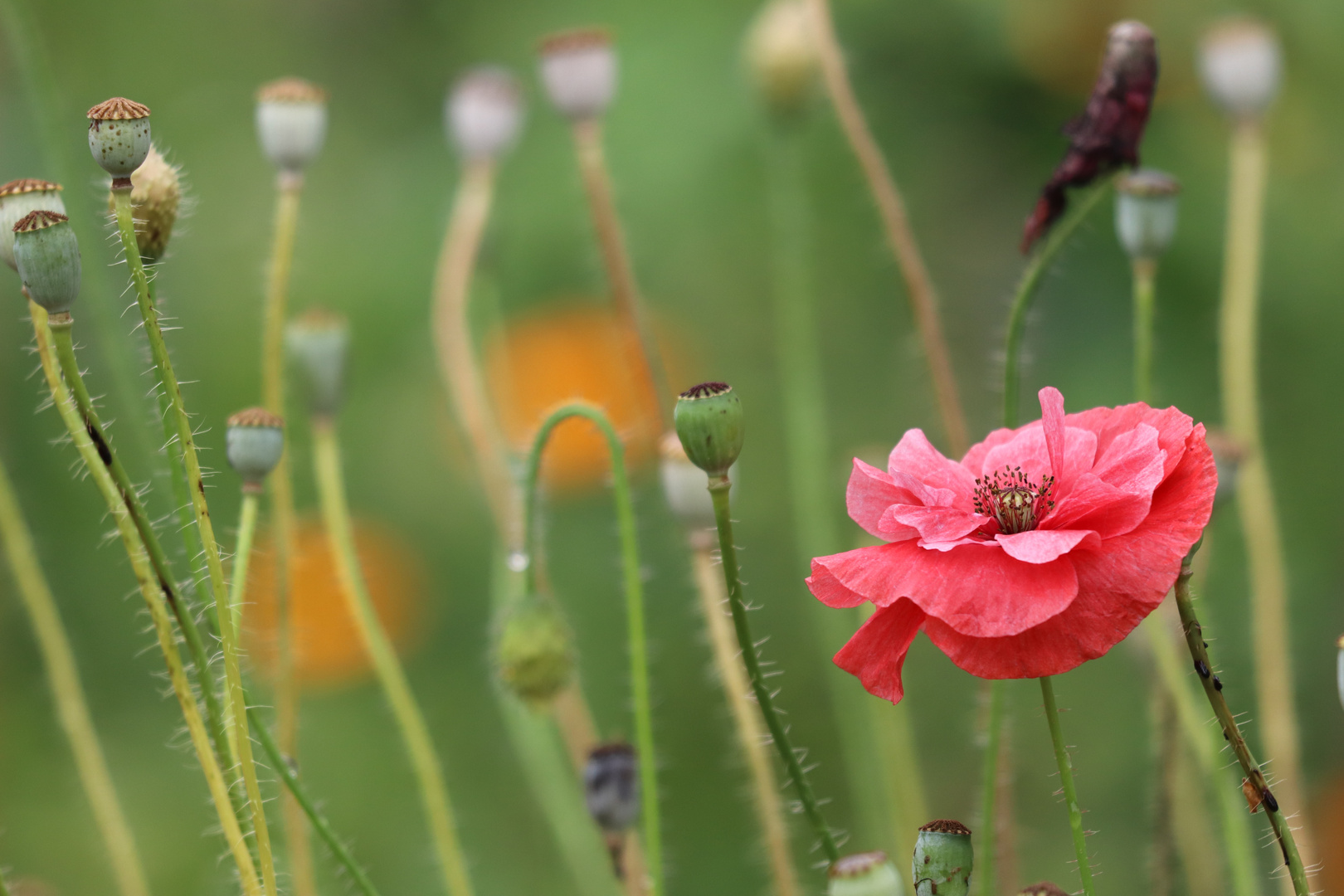 Flower power