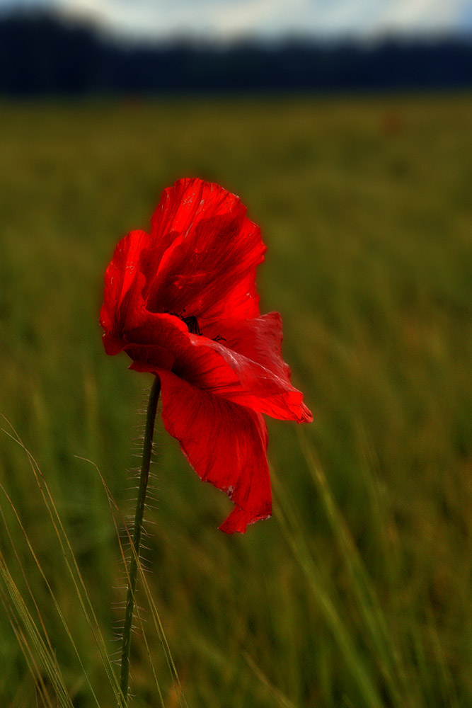 Flower Power 8 - Standalone Mohn