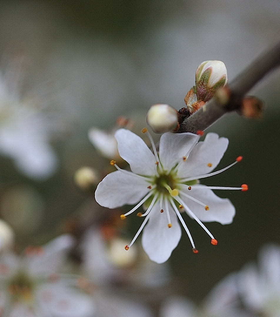 flower power