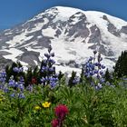 Flower Power am Mount Rainier/WA