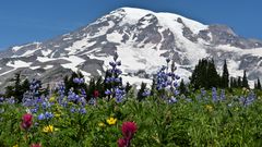 Flower Power am Mount Rainier/WA