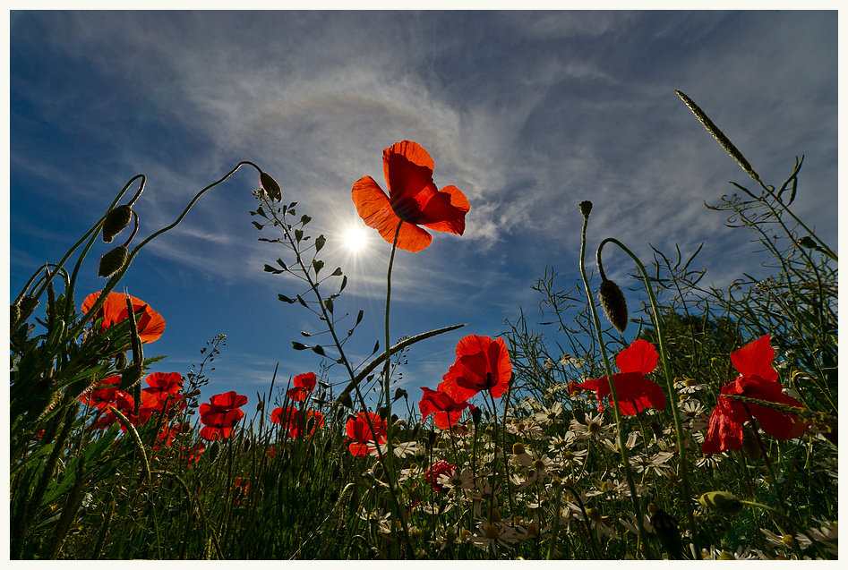 Flower Power.