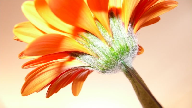 "Flower Power" - back of gerbera