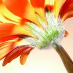 "Flower Power" - back of gerbera