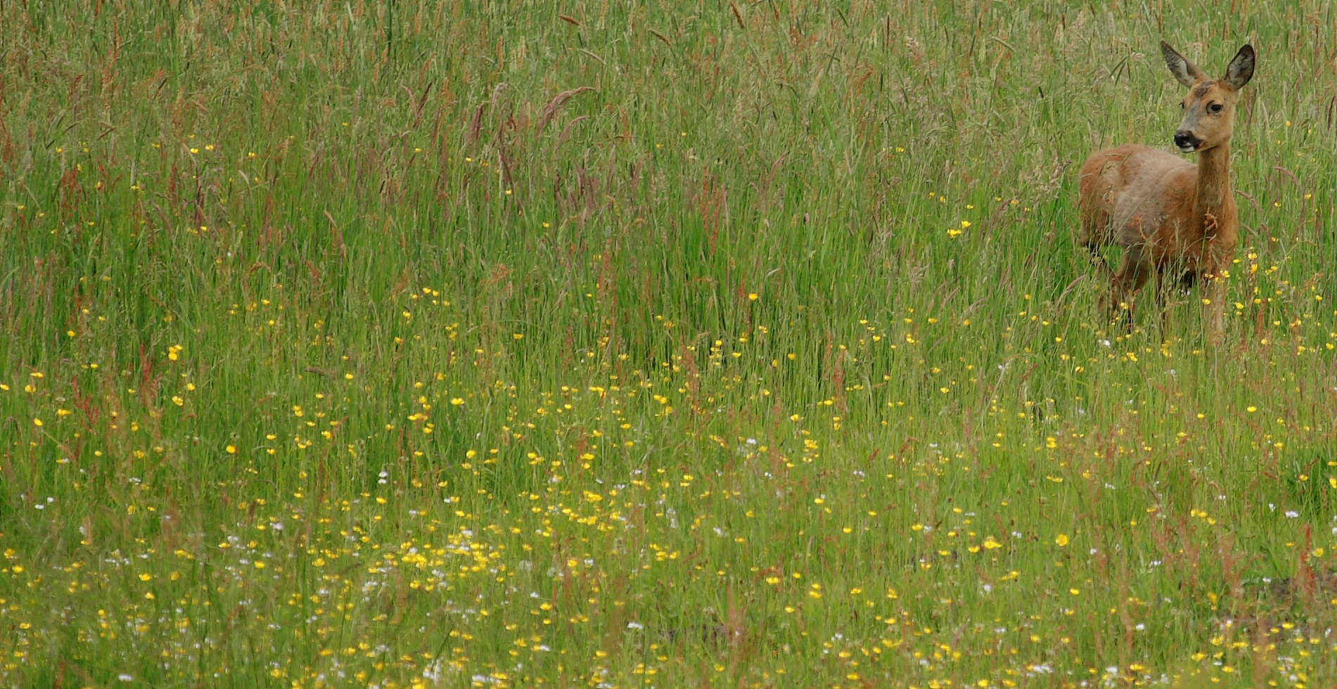 Flower Power Bambi