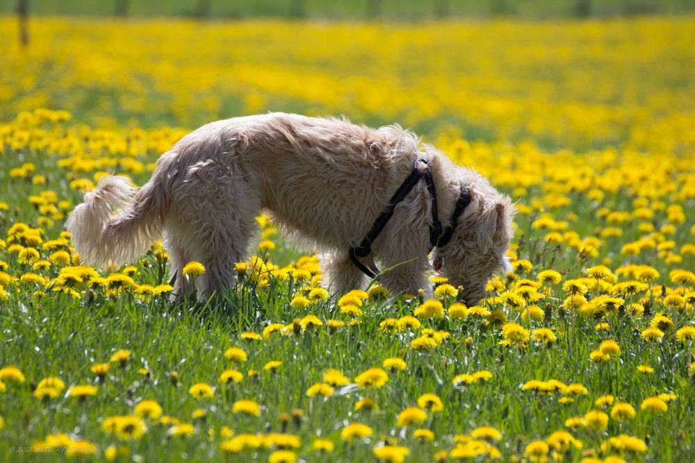 Flower-Power