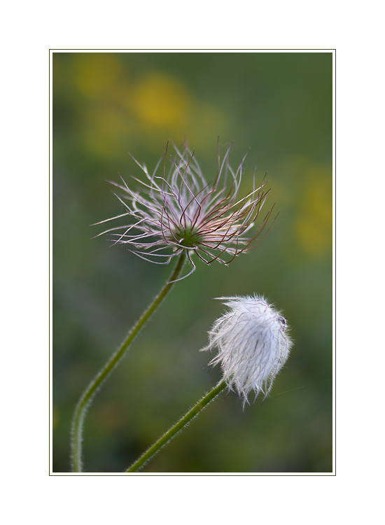 Flower Power bei den Kuhschellen