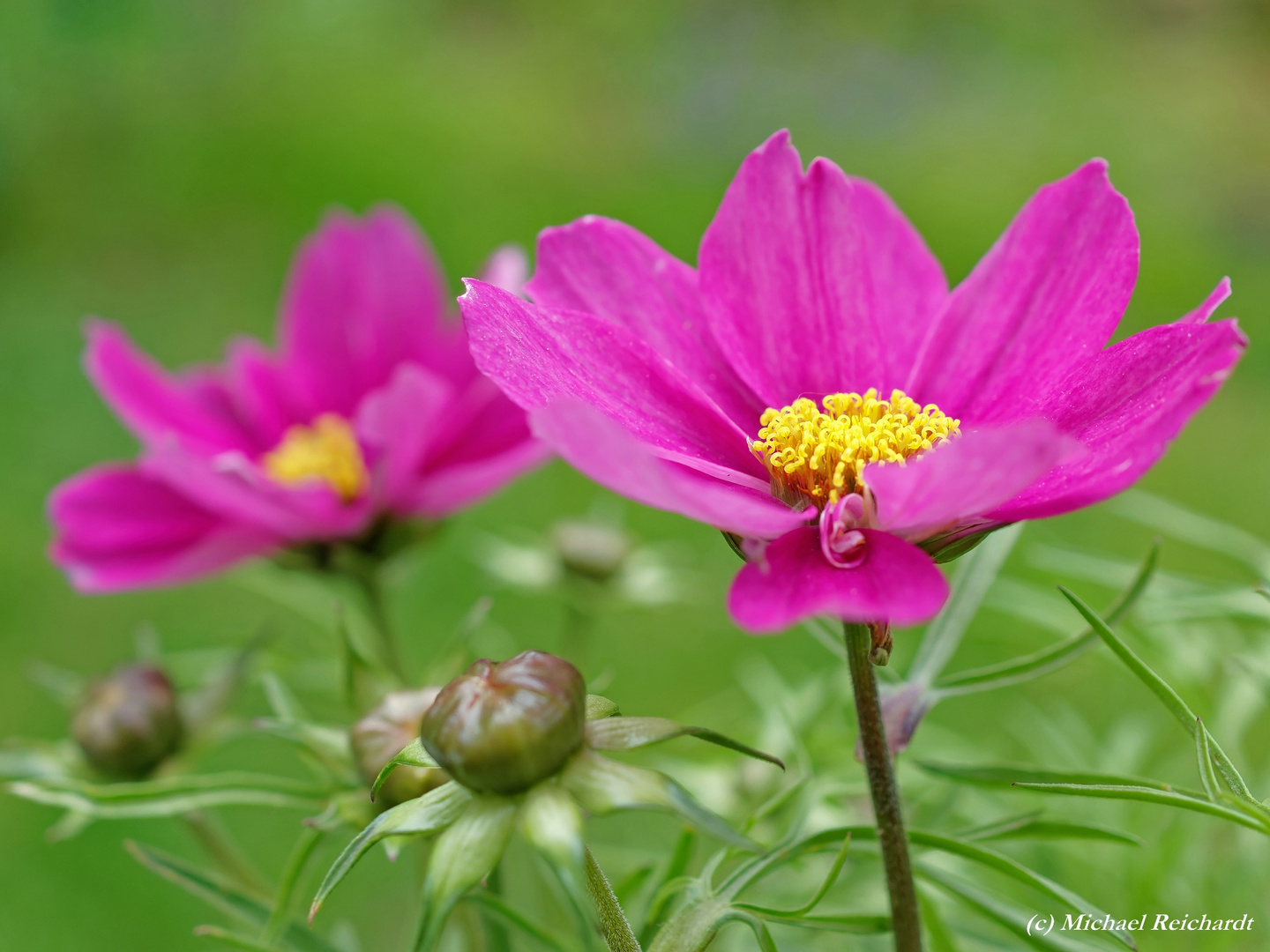 Flower Power: Blümchen in Pink auf Grün