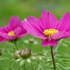 Flower Power: Blümchen in Pink auf Grün