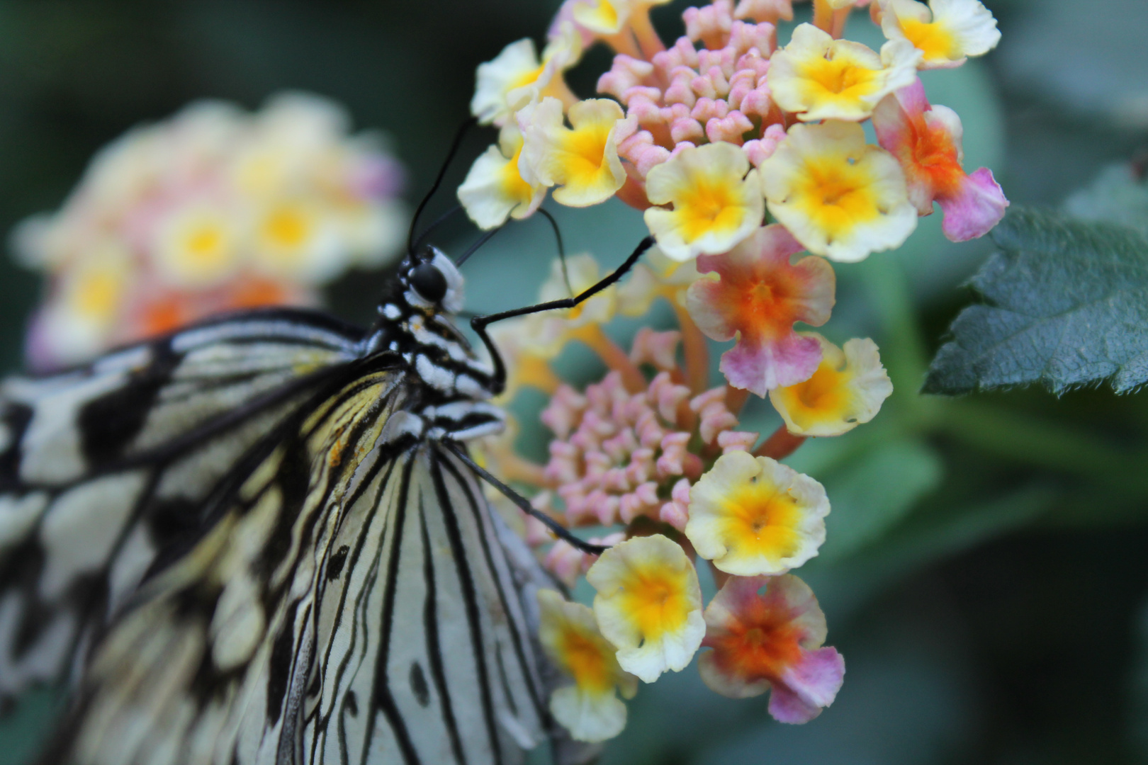 Flower Power Butterfly