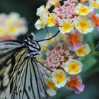 Flower Power Butterfly