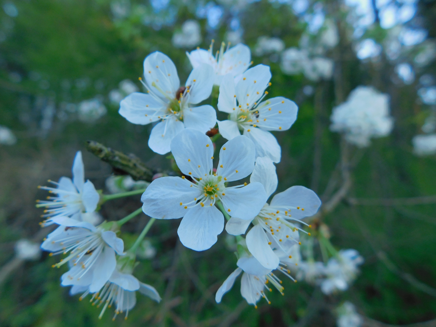 Flower Power