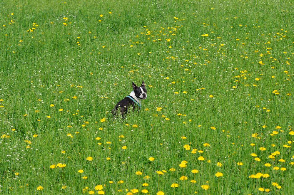 flower power von Katapilla 