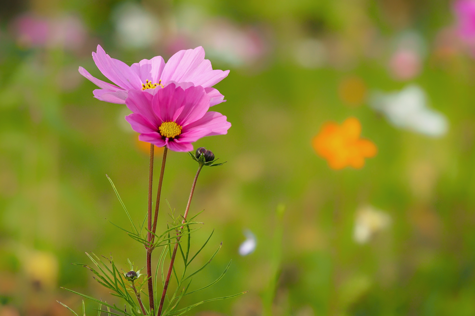 Flower Power