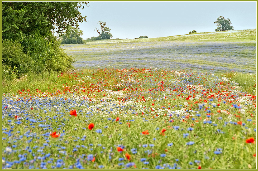 ... flower - power - field ...