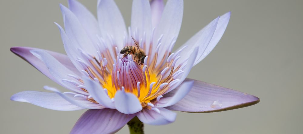 Flower Power für Blume und Biene by Intlekofer Roger 