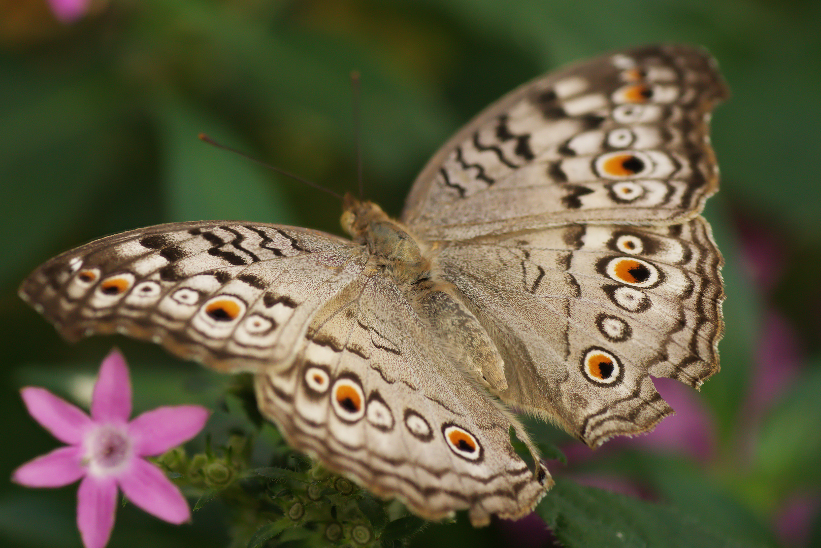 Flower Power für den Schmetterling