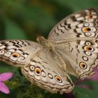 Flower Power für den Schmetterling