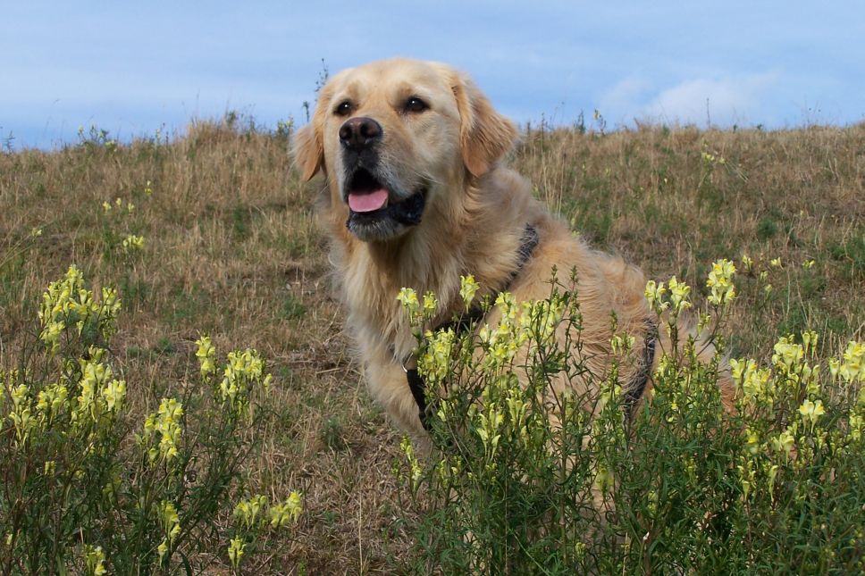 Flower power girl