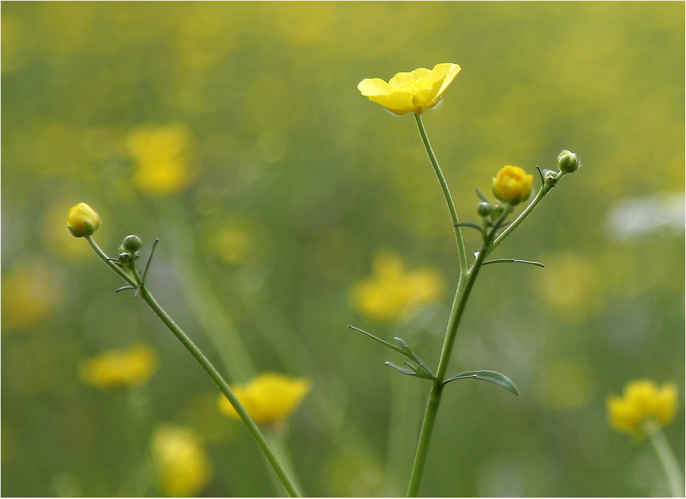 flower power II