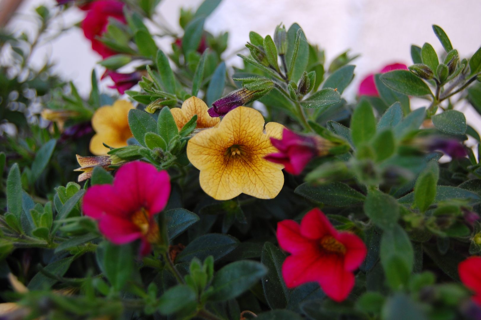 Flower Power im Garten