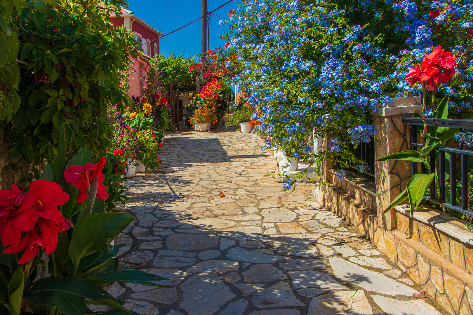 Flower Power in Afionas